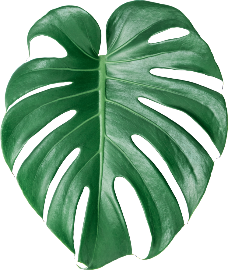 Green Monstera Leaf 